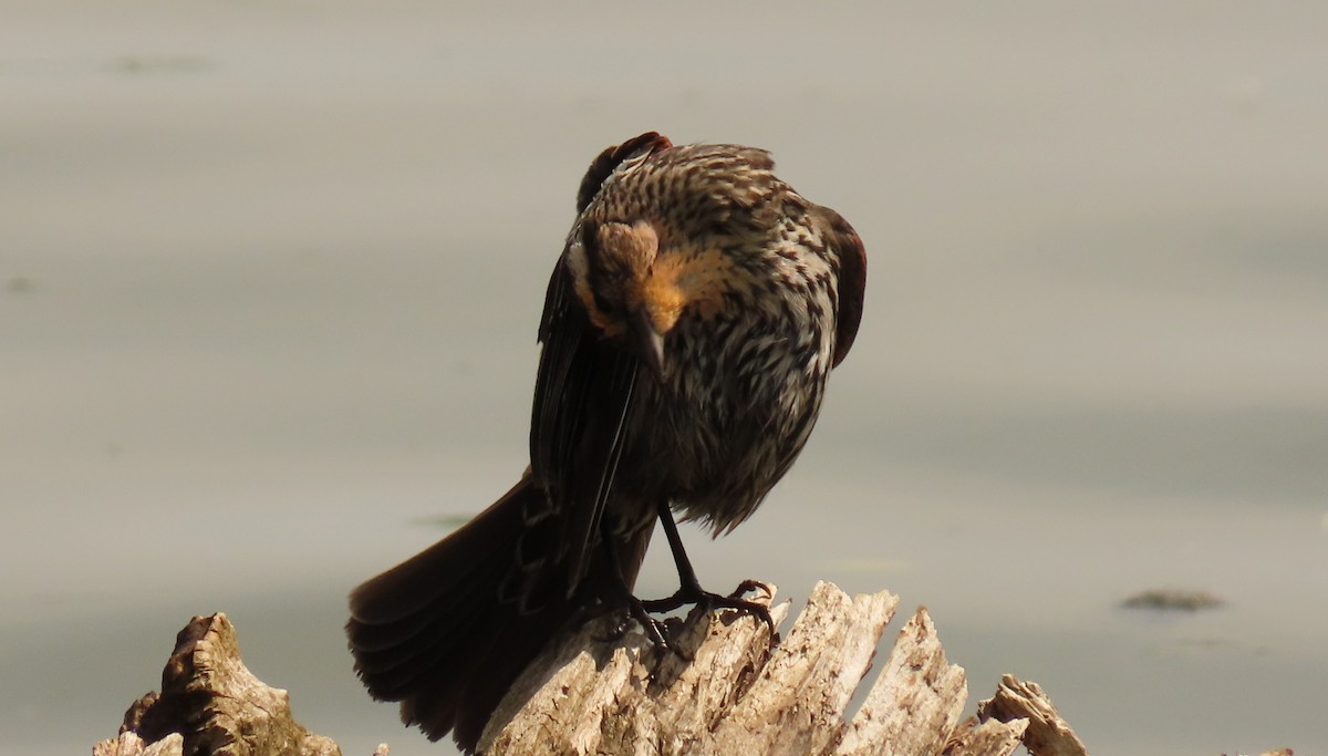 Red-winged Blackbird - ML578749911