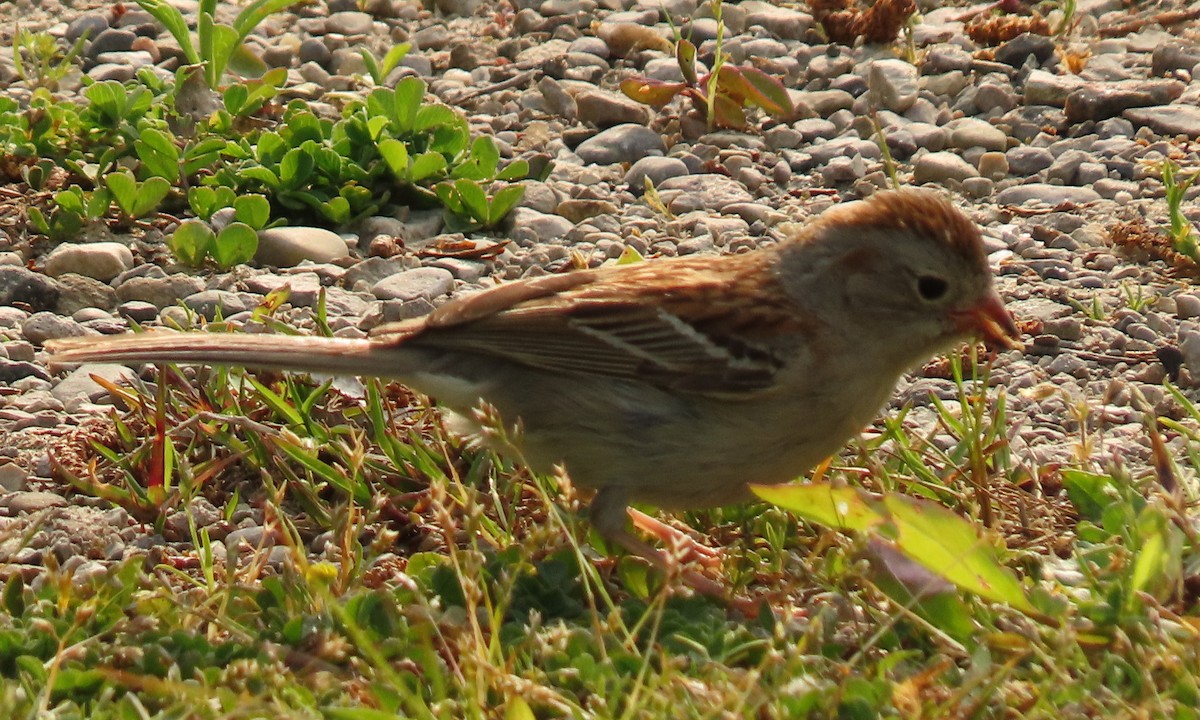 Field Sparrow - ML578750061