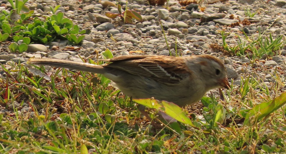 Field Sparrow - ML578750211