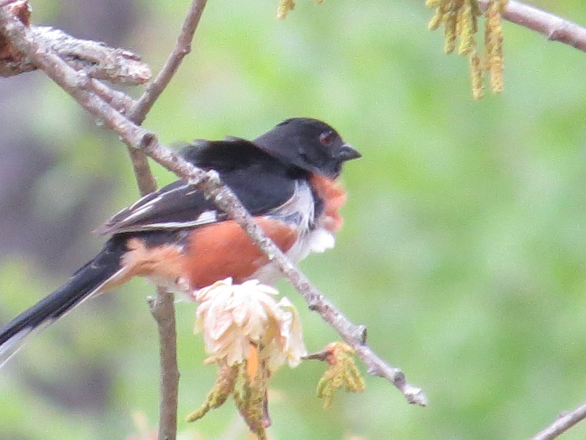 Eastern Towhee - Gretchen Shea