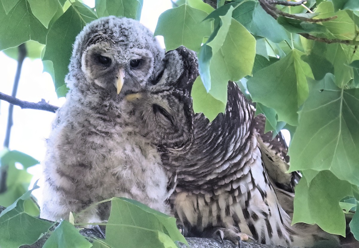 Barred Owl - Alan Mitchnick