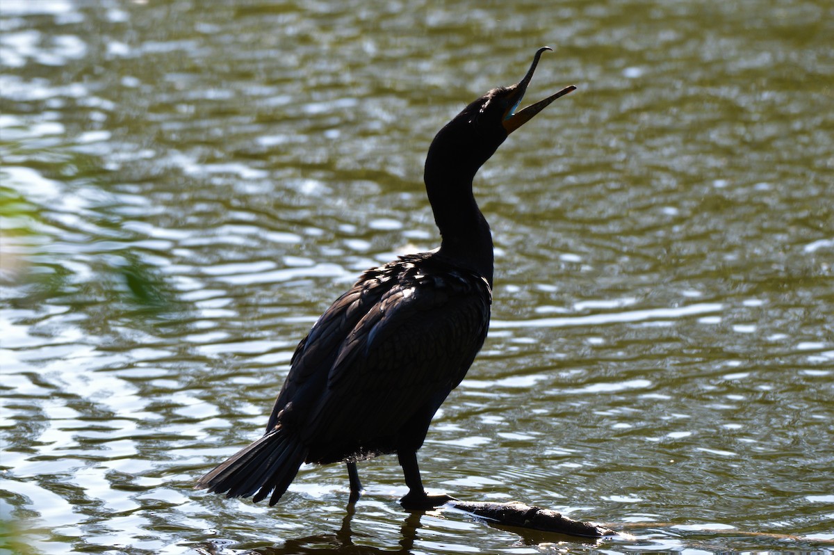 Double-crested Cormorant - ML578752621