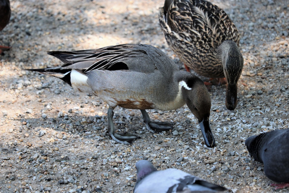 Northern Pintail - ML578752891