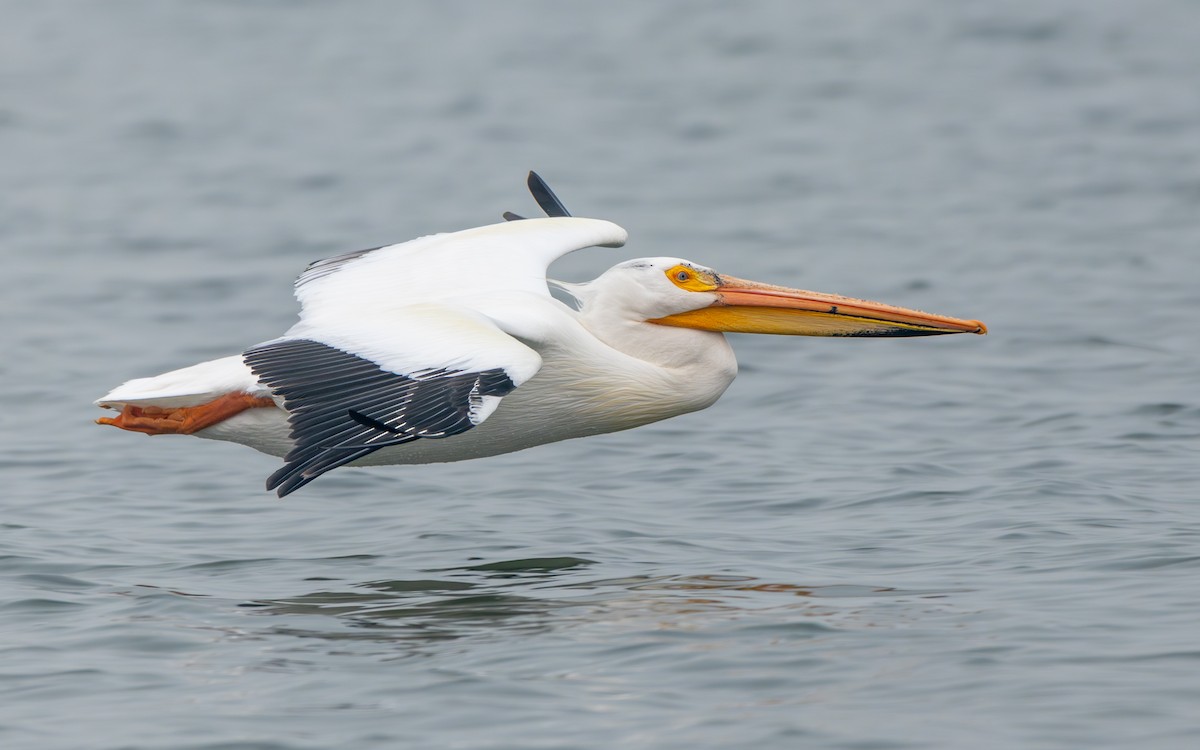 American White Pelican - Rain Saulnier
