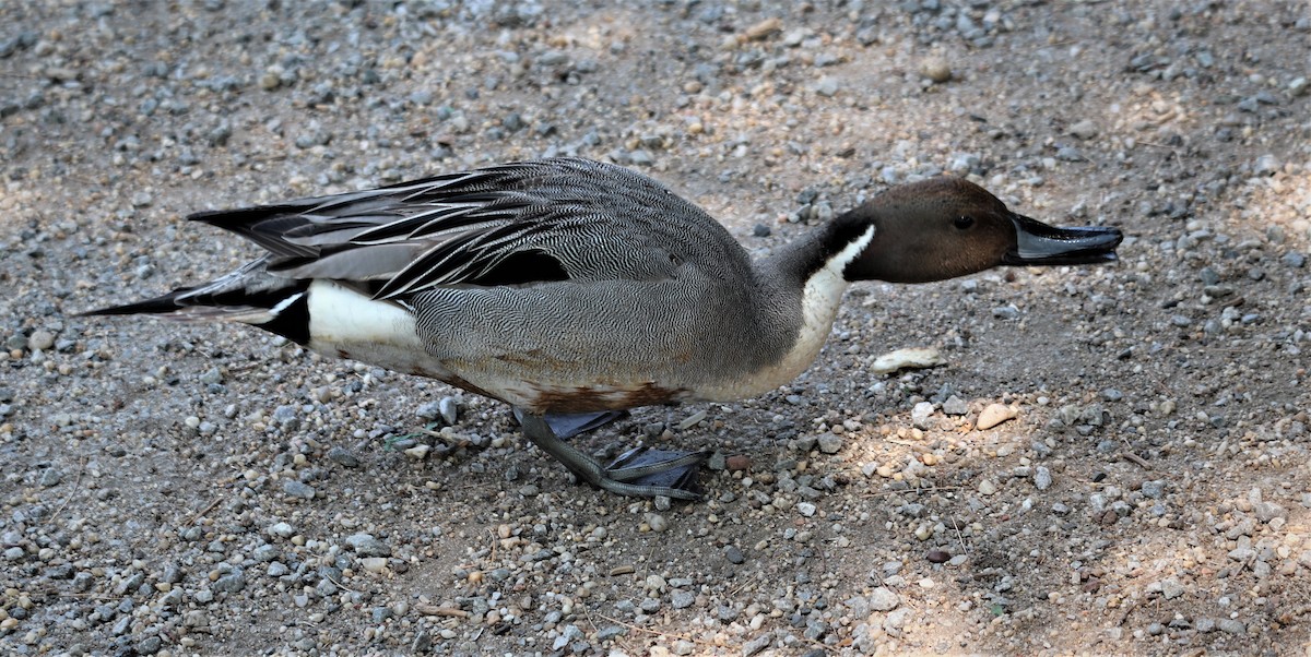 Northern Pintail - ML578753021