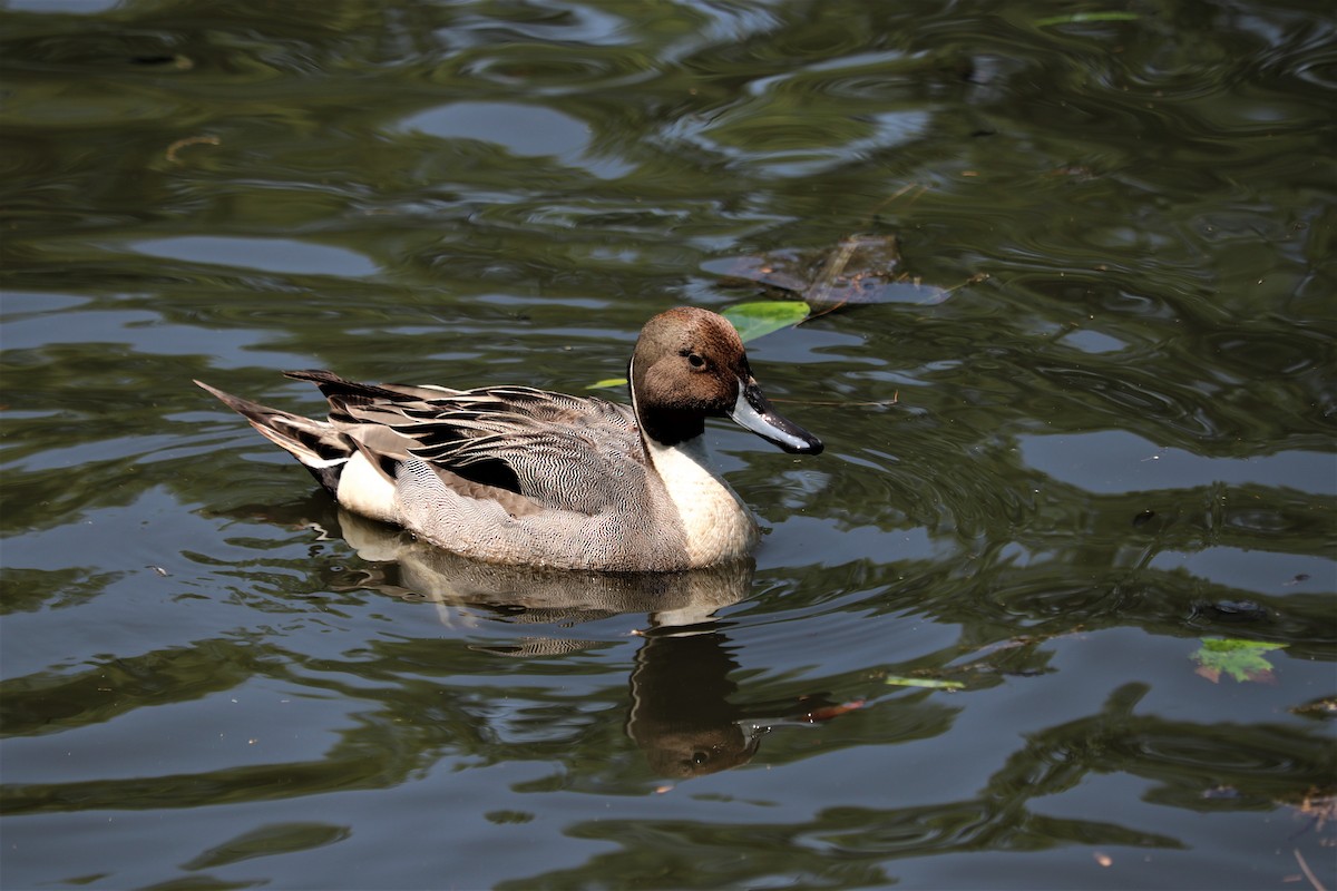 Northern Pintail - ML578753261