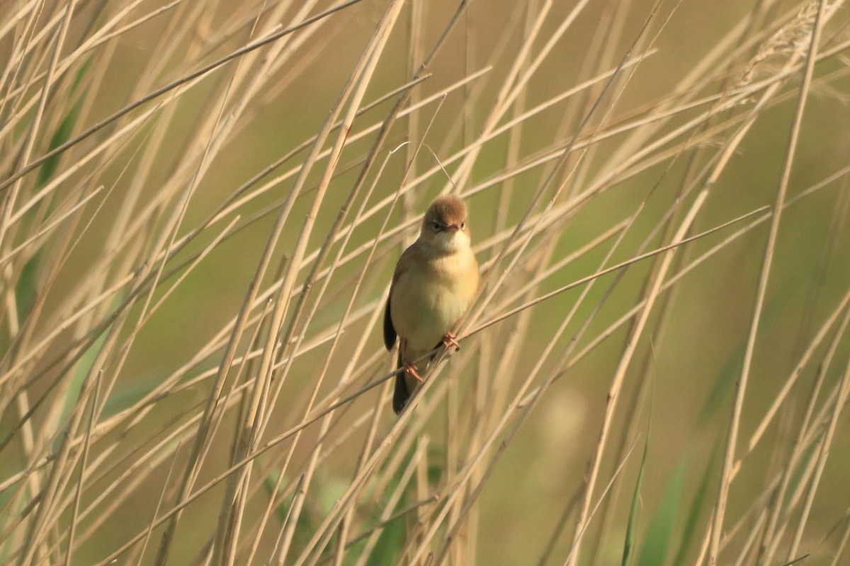 Marsh Warbler - ML578753471