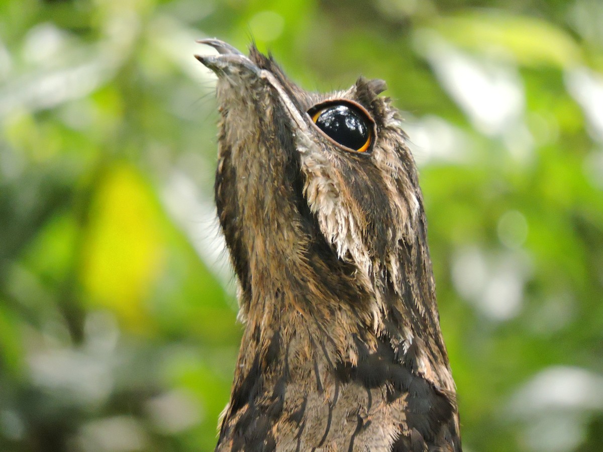 Common Potoo - ML57875361