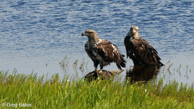 Bald Eagle - ML578753791