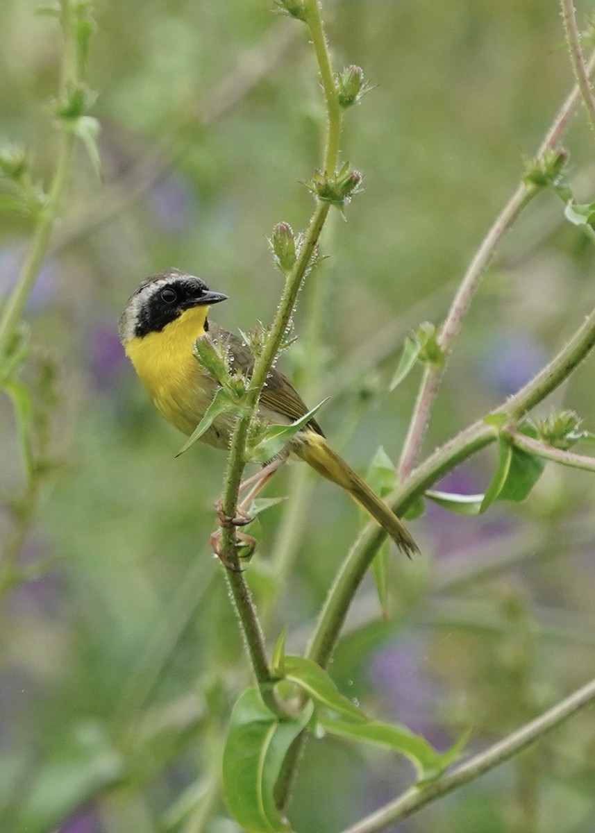 Common Yellowthroat - ML578753831