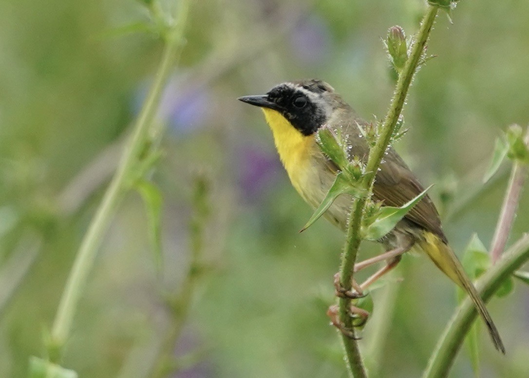Common Yellowthroat - ML578753841