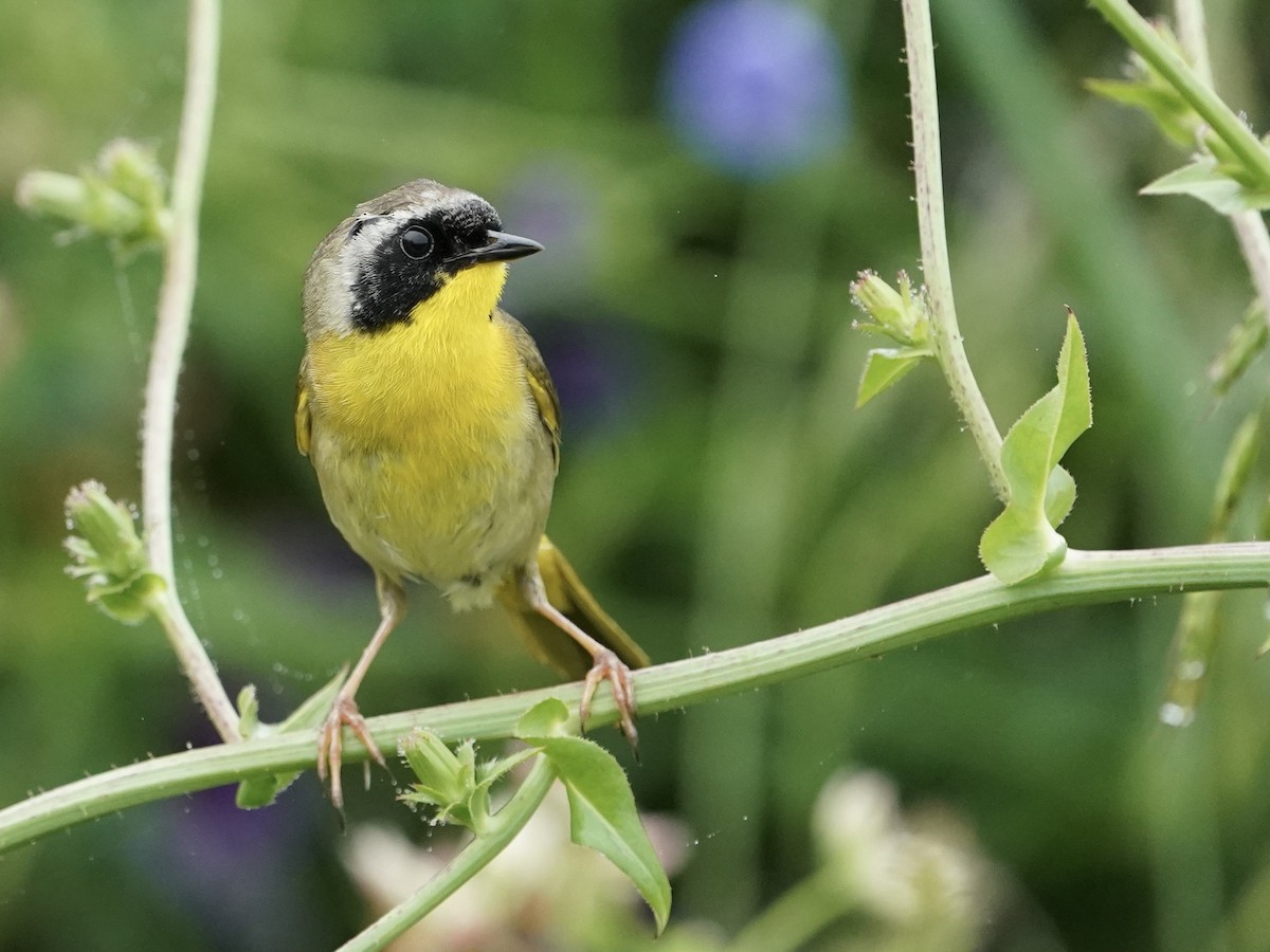 Common Yellowthroat - ML578753891