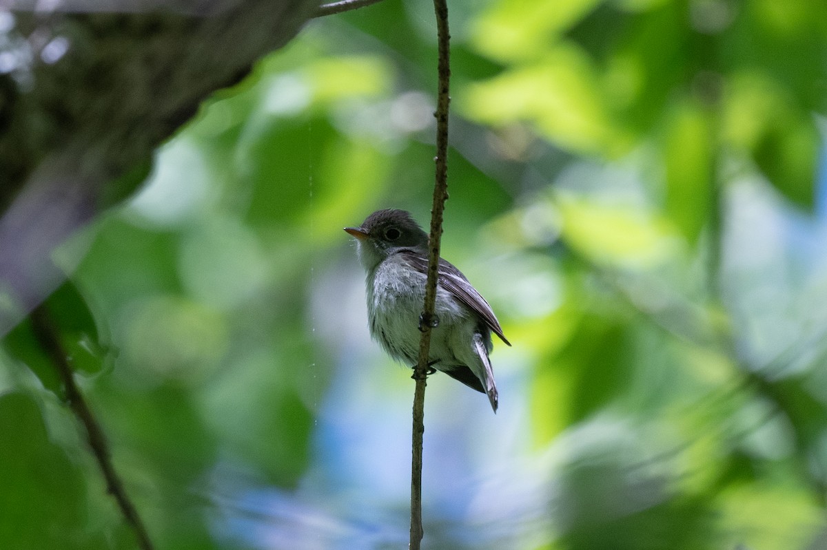 Least Flycatcher - ML578754461