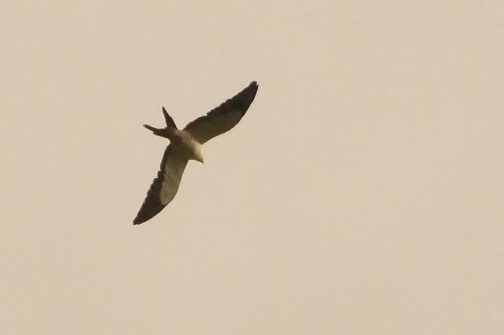 Swallow-tailed Kite - ML578754941