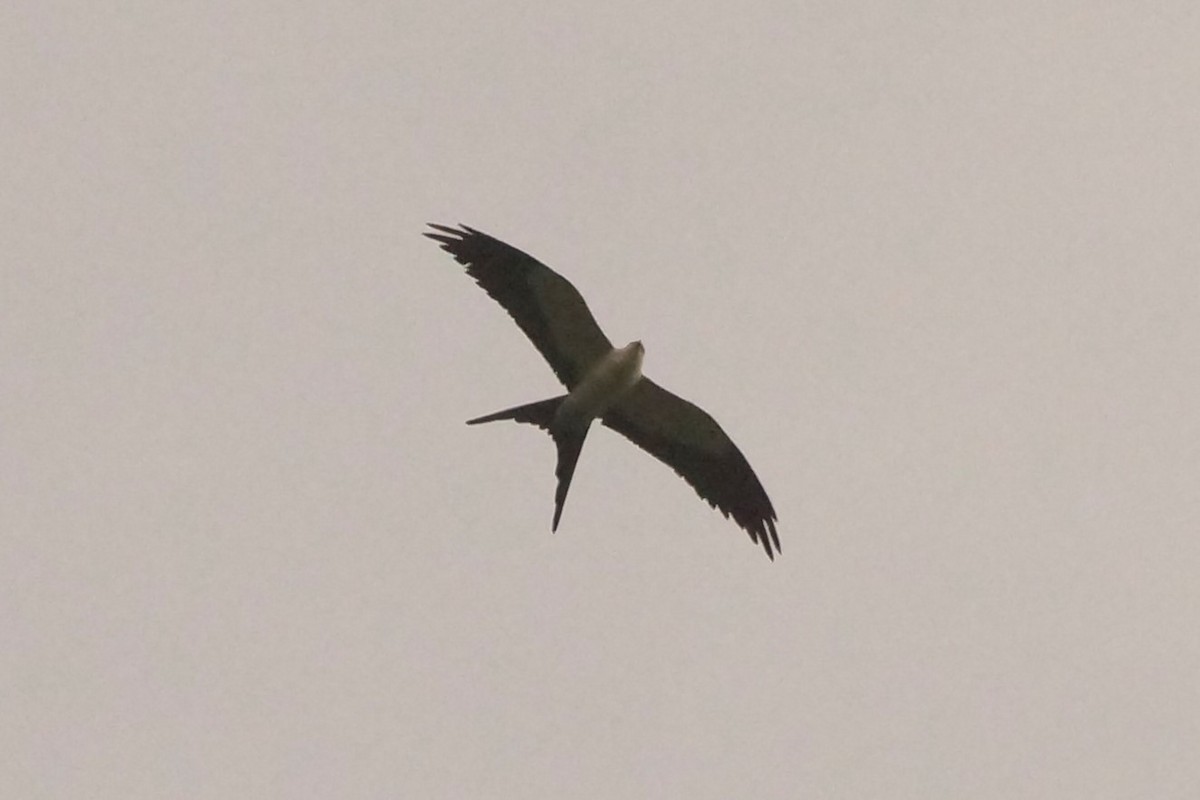 Swallow-tailed Kite - ML578754951