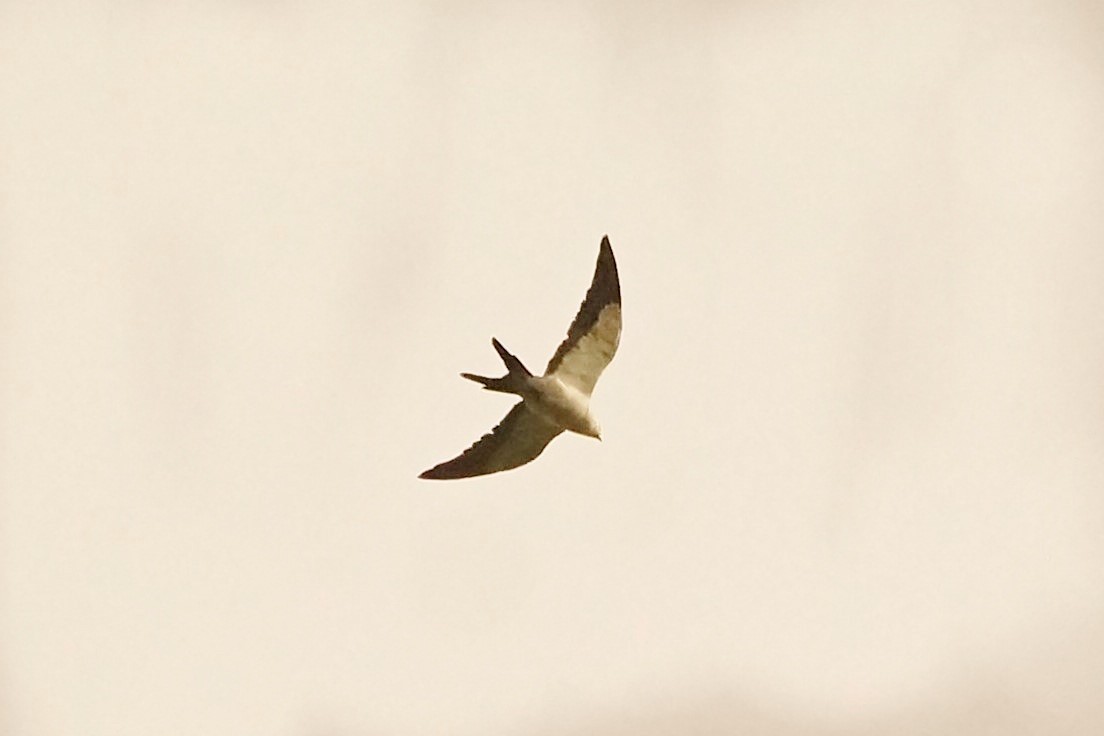 Swallow-tailed Kite - ML578754961
