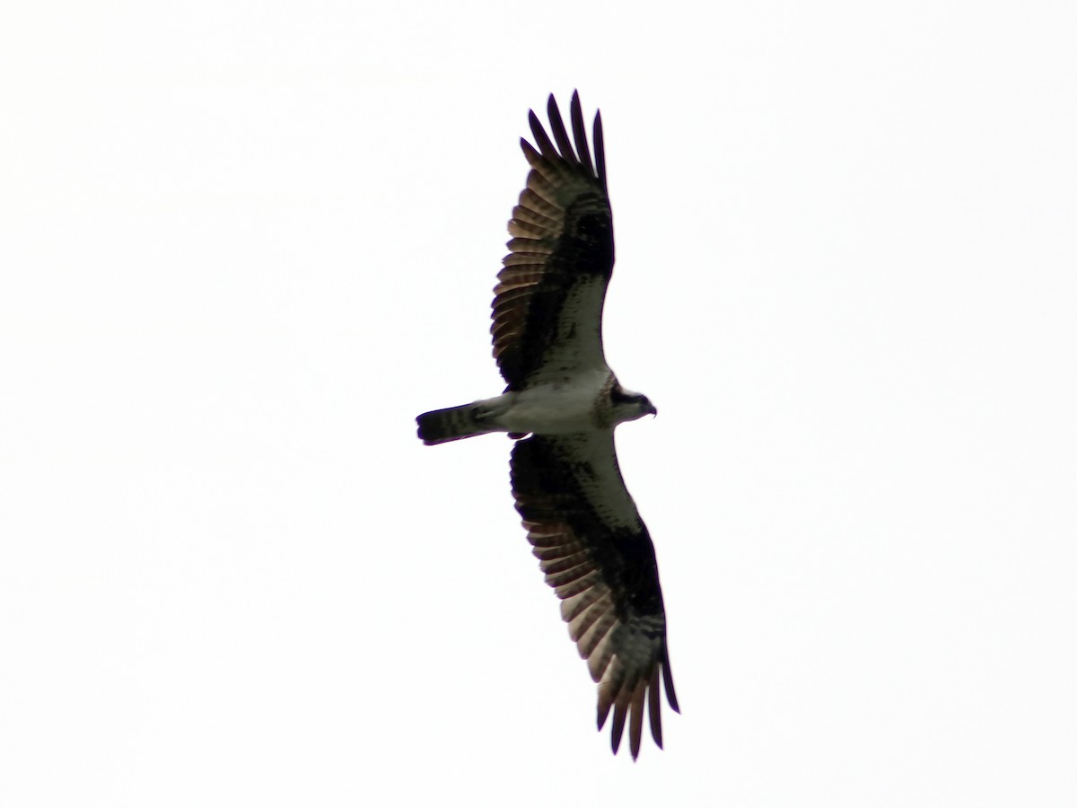 Osprey - ML57875501