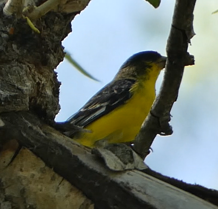 Lesser Goldfinch - ML578755721