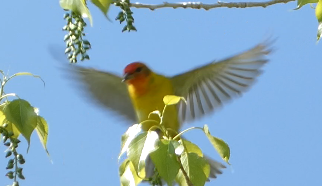 Western Tanager - ML578756201