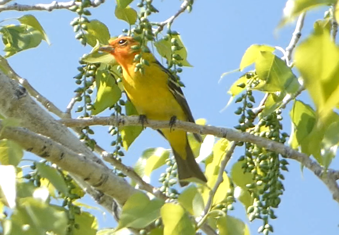 Western Tanager - Rob Hamilton