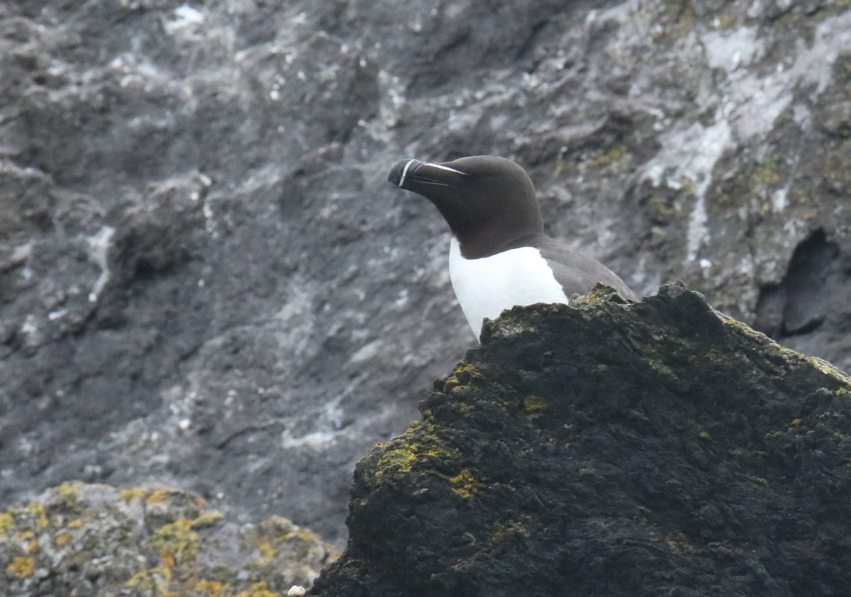 Razorbill - ML578757531