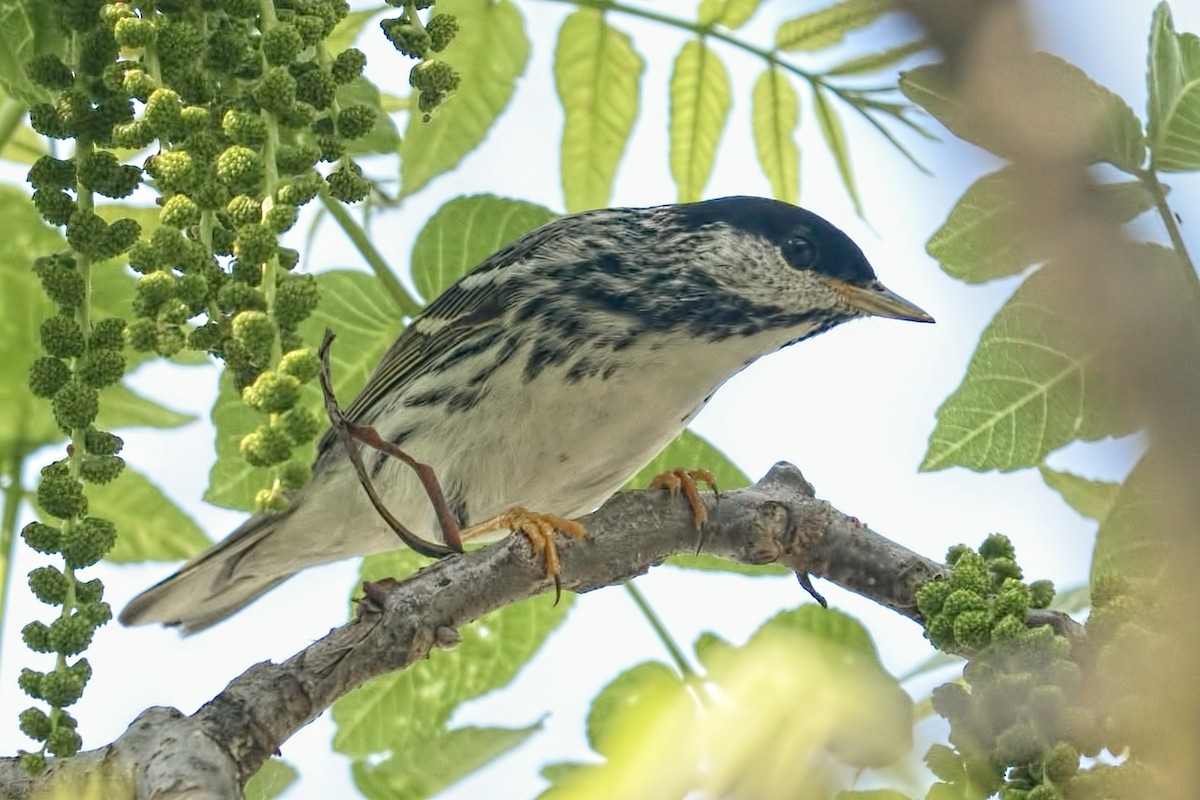 Blackpoll Warbler - Lynda Goodridge