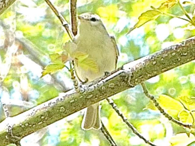 Warbling Vireo - Rob Hamilton