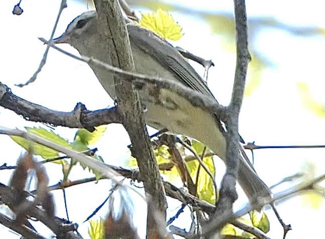 Ötücü Vireo - ML578758311