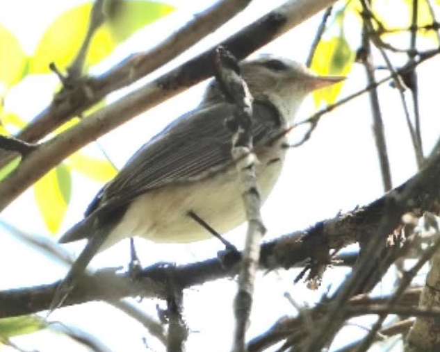 Warbling Vireo - ML578758321