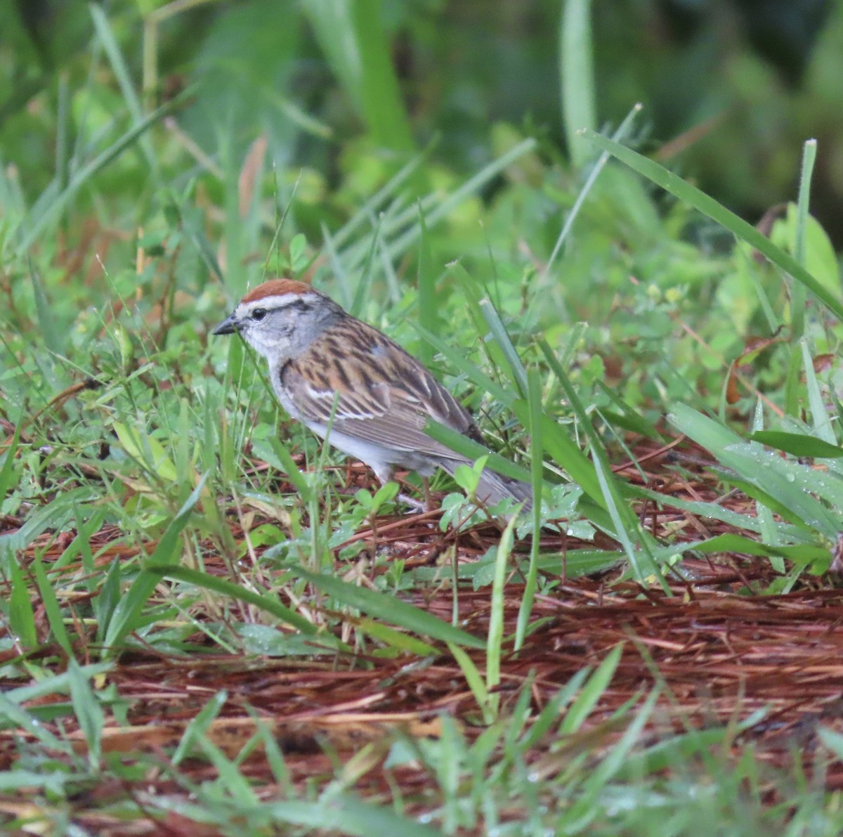 Chipping Sparrow - ML578758511