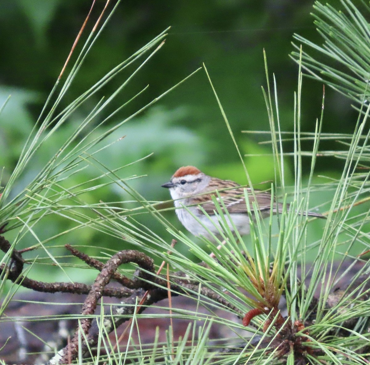Chipping Sparrow - ML578758521