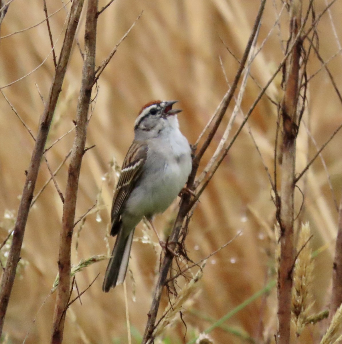 Chipping Sparrow - ML578758531