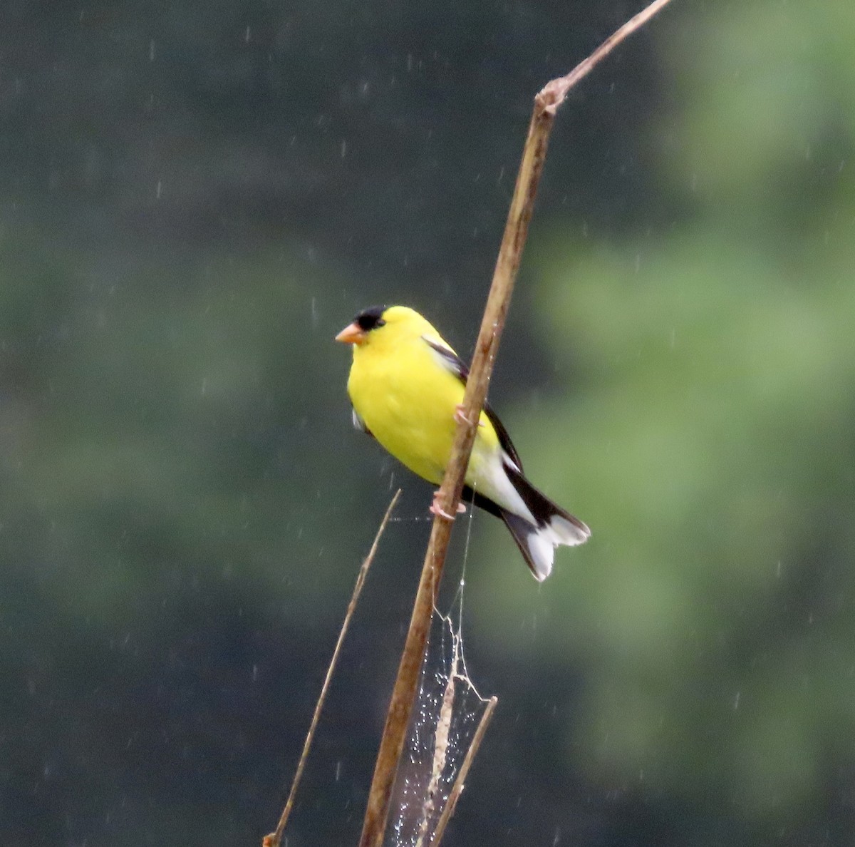 American Goldfinch - ML578758661