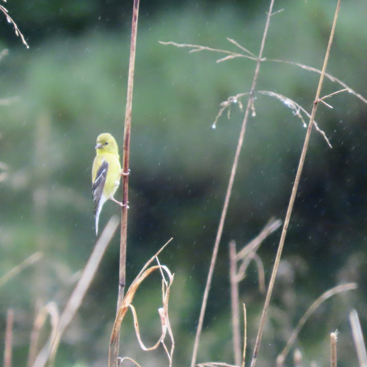 American Goldfinch - ML578758681