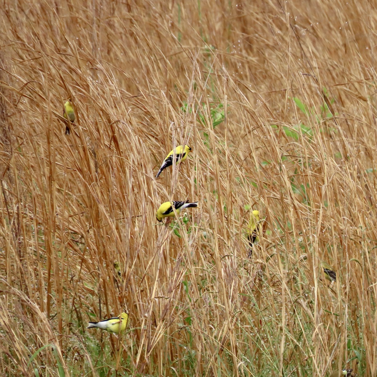 American Goldfinch - ML578758691