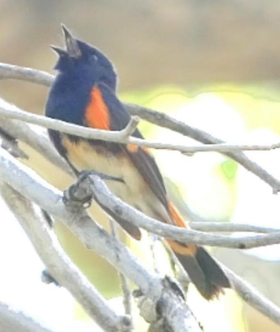 American Redstart - ML578758721