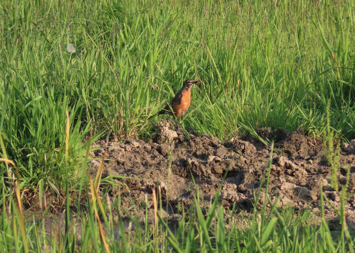 American Robin - ML578760291