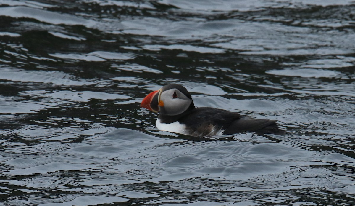 Atlantic Puffin - ML578760361