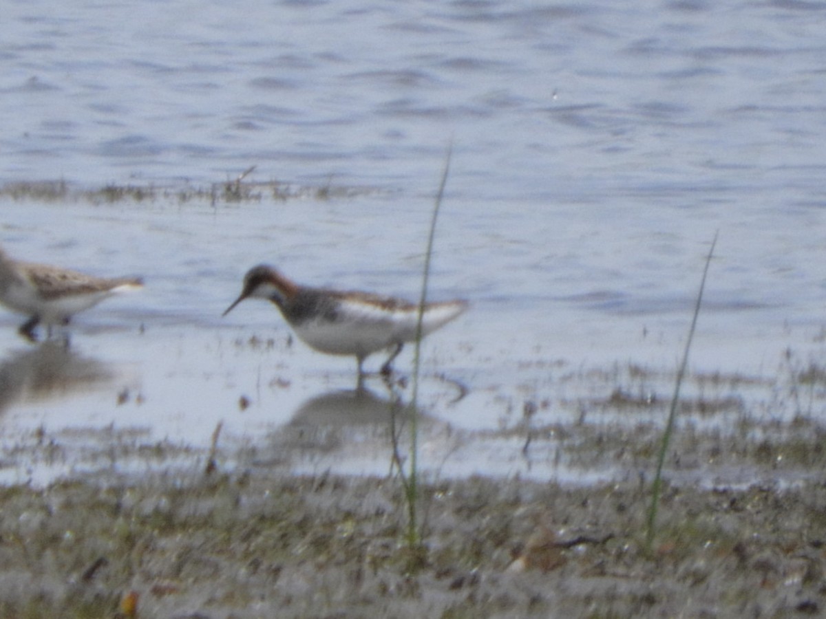 Phalarope à bec étroit - ML578760571