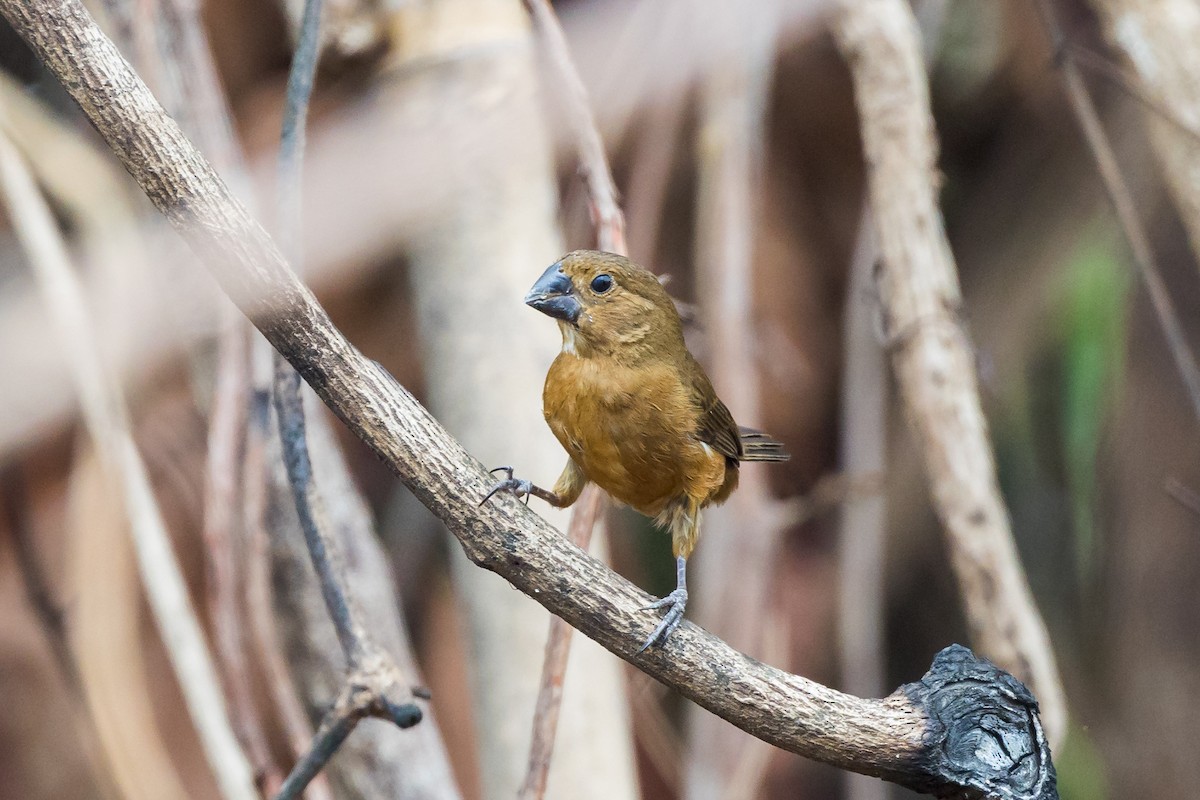 Thick-billed Seed-Finch - ML578760611
