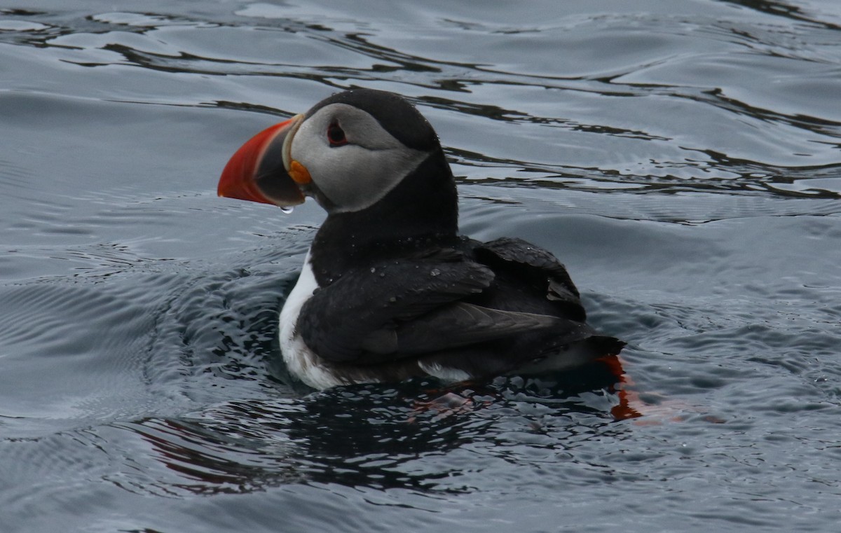 Atlantic Puffin - ML578763481