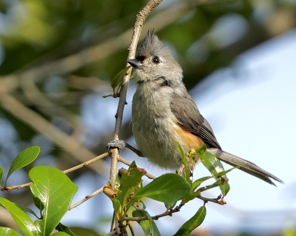 Tufted Titmouse - Gloria Markiewicz