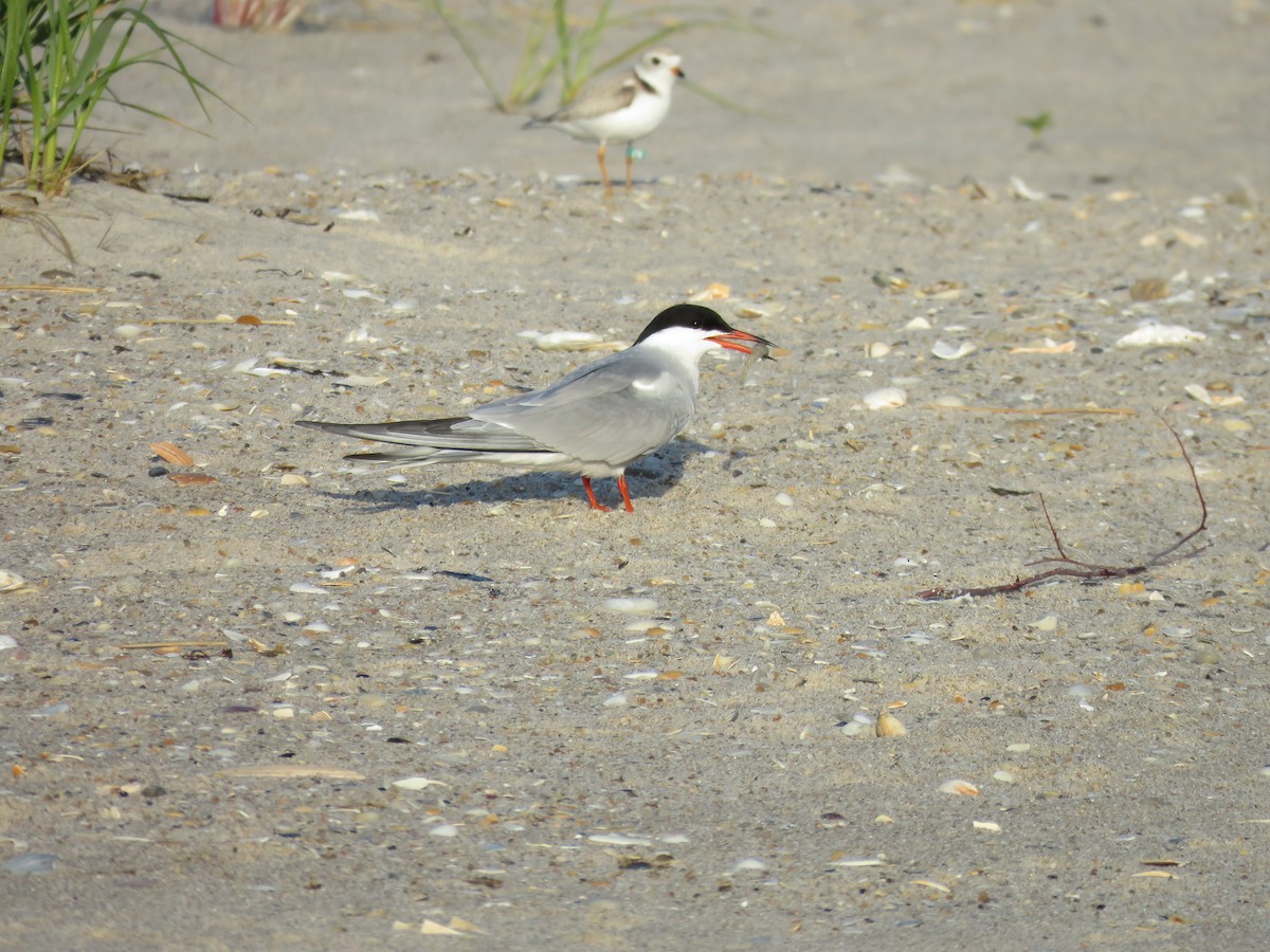 Common Tern - ML578764651