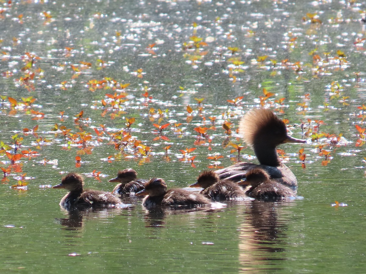 Hooded Merganser - ML578766031