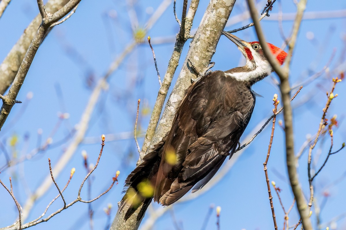 Pileated Woodpecker - ML578766091