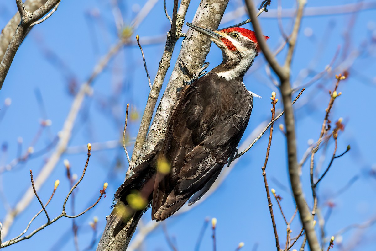 Pileated Woodpecker - ML578766101
