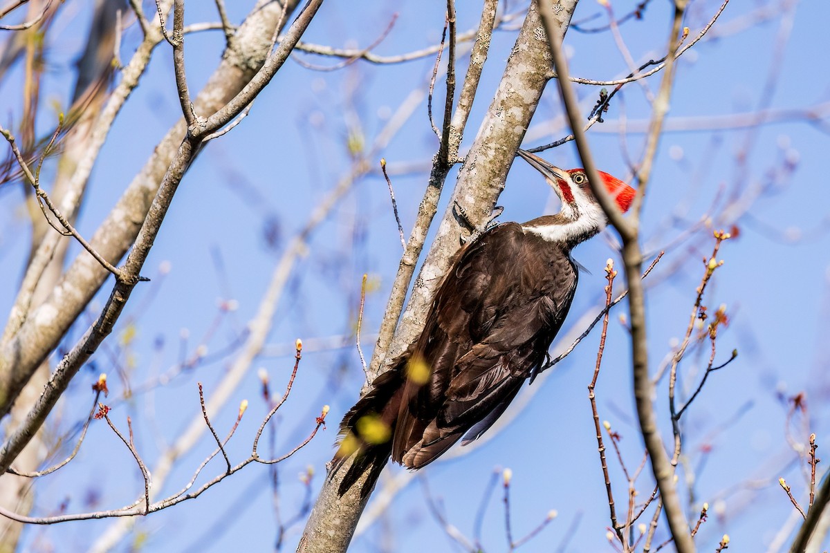 Pileated Woodpecker - Glen Roach