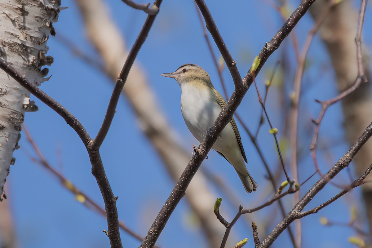 Red-eyed Vireo - Glen Roach