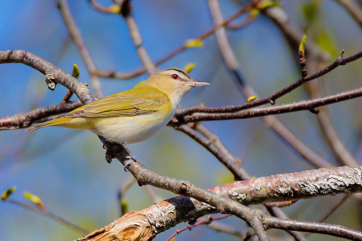 Red-eyed Vireo - Glen Roach
