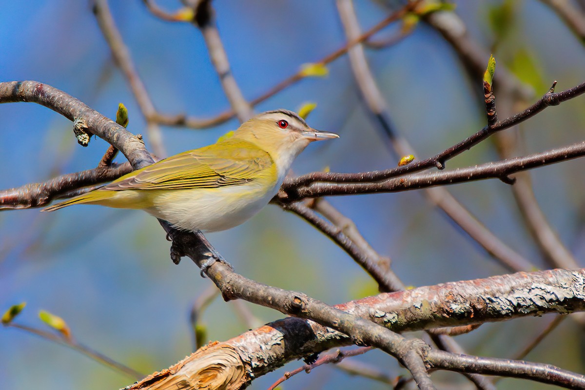 Red-eyed Vireo - ML578766211